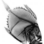fish05