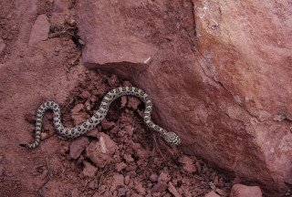 young rattlesnake