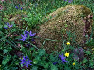 camas and buttercup by moss covered rock