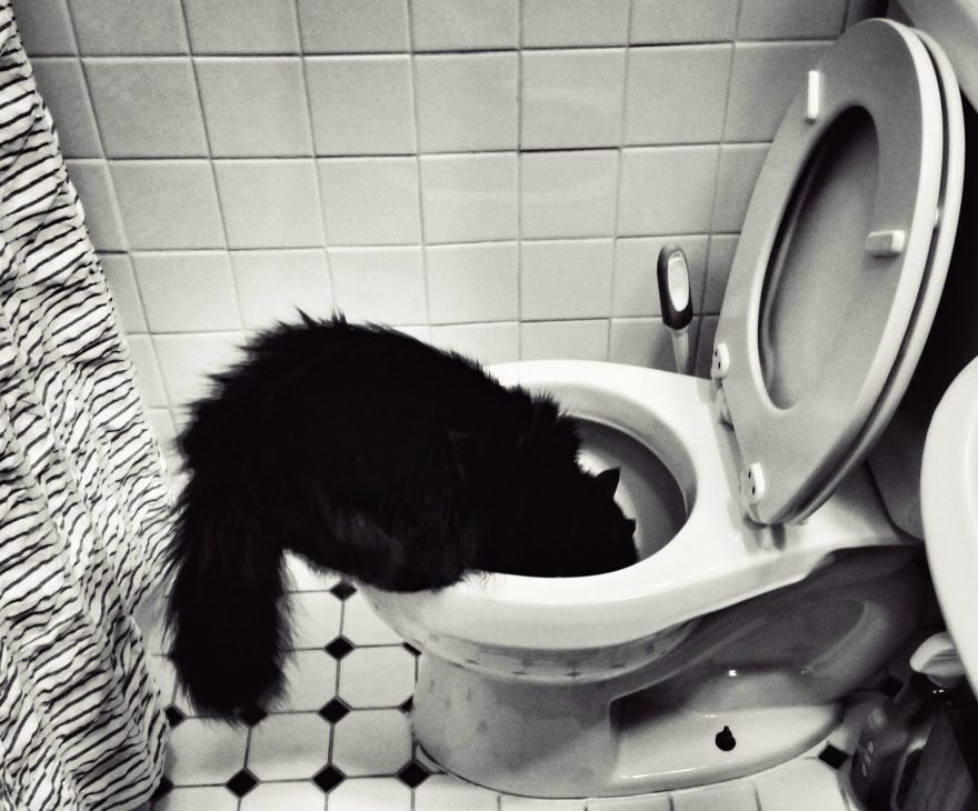 Cat drinking from toilet.